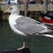 EOS 60D Unknown 2019 08 20 00130 Gull dpp