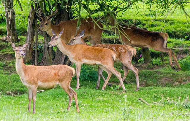 Red deer5