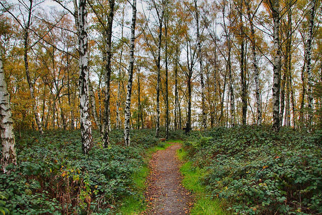 Wald auf der Halde Brockenscheidt (Waltrop-Brockenscheidt) / 17.11.2019