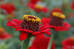 Zinnias