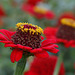 Zinnias