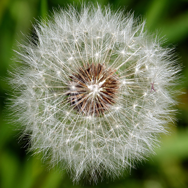 Dandelion clock