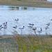 Avocets