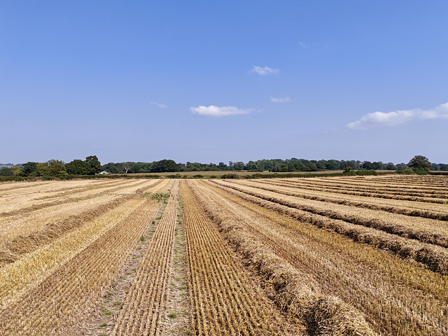 Late summer fields