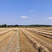 Late summer fields