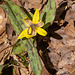 Trout lily