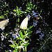 Butterfly Season.