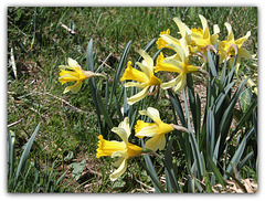 Le temps des Jonquilles (11)