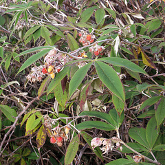 Silky-leaved Berry