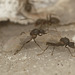 Ants EF7A5972
