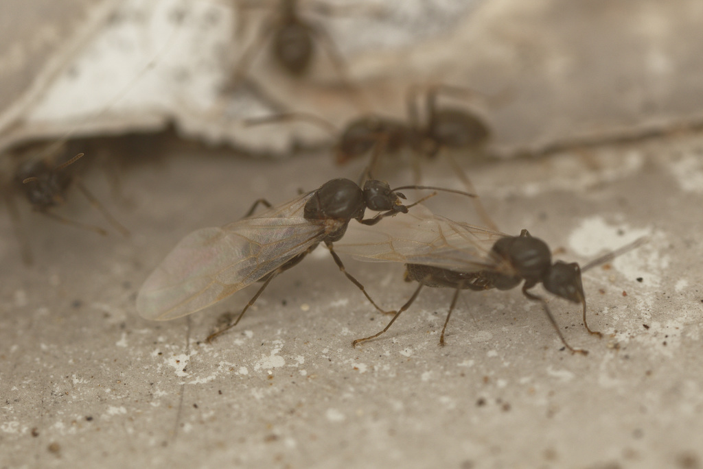 Ants EF7A5972