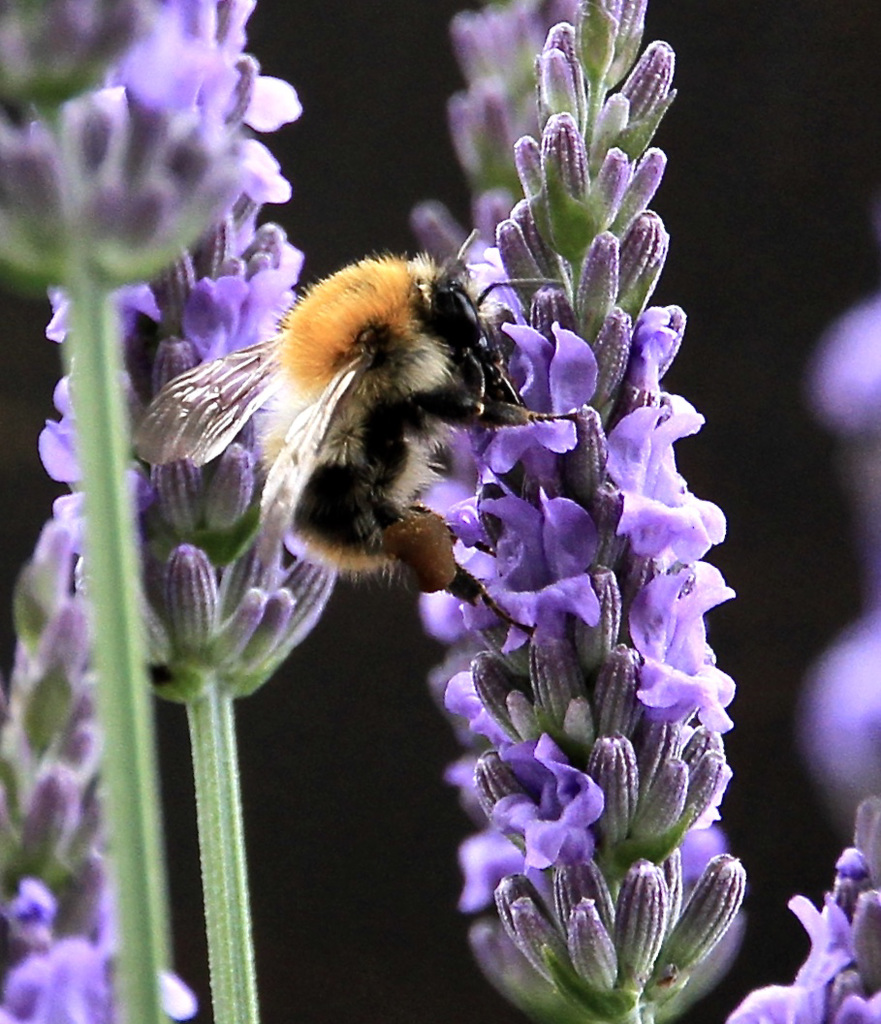 Lavendel Lavendel