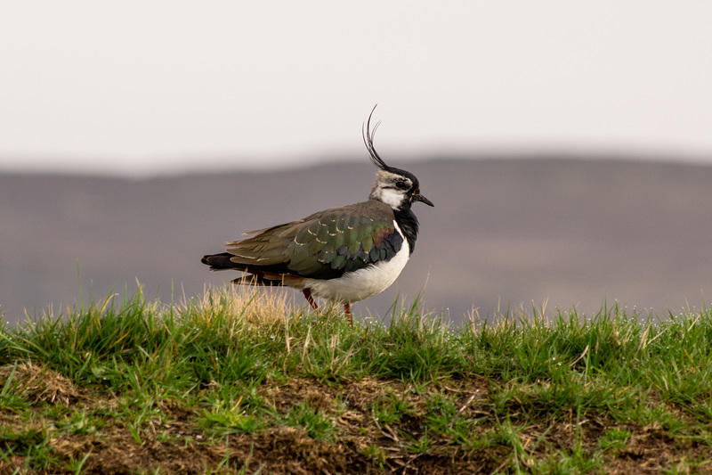 Lapwing