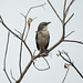 Day 6, Northern Mockingbird