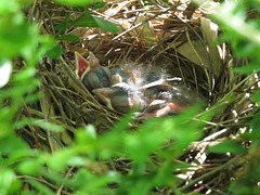 Baby cardinals