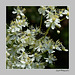 Cétoine sur Filipendula