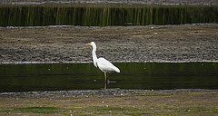 20200901 9735CPw [D~PB] Silberreiher, Delbrück