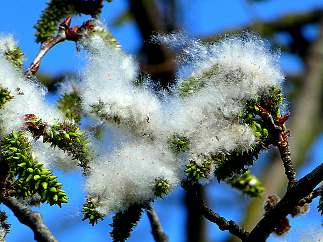 Catkins