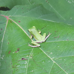 Green tree frog juvenile