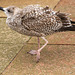 Young gull