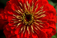 Zinnia