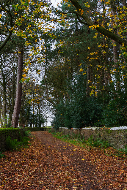 Path of autumnal gold at Moorfield