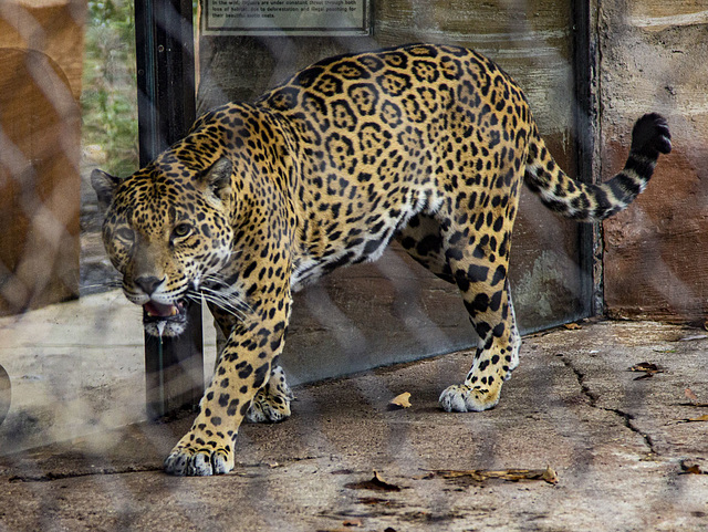 The real one ... not happy behind his fence