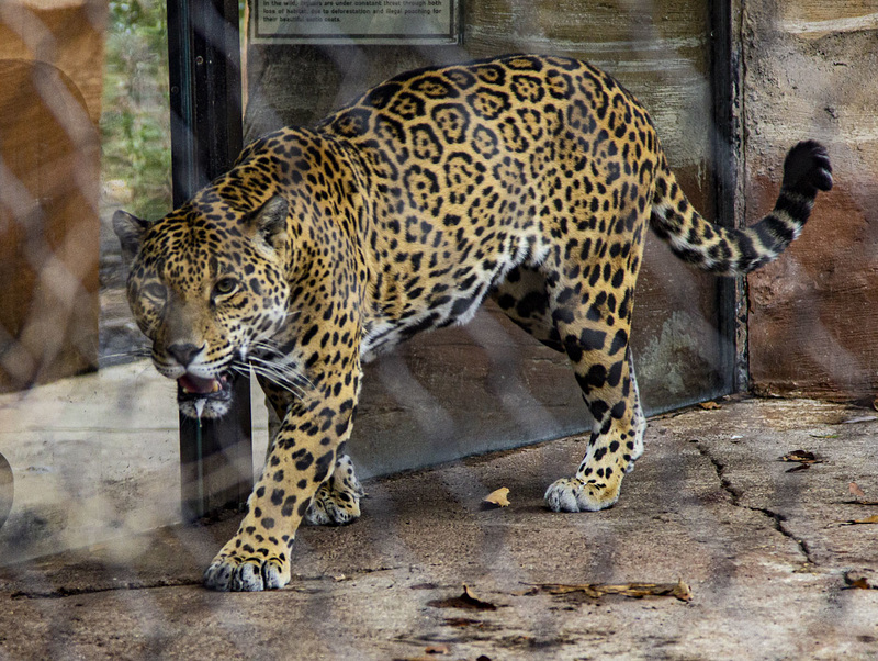 The real one ... not happy behind his fence