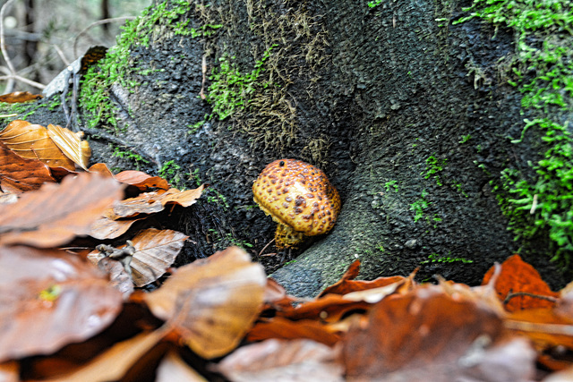 Sparriger Schüppling (Pholiota squarrosa)