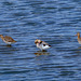 Black Tailed Godwits