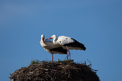 IMG 1732-FHD