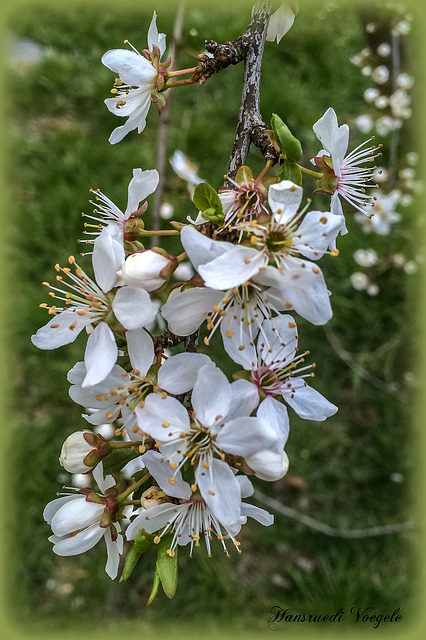 Frühlingsboten