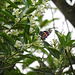 Day 6, Red Admiral butterfly?