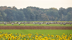 Entre le jaune des moutardes et celui des tournesols