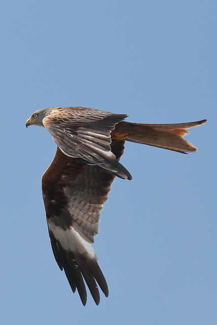 EOS 6D Peter Harriman 15 44 55 32537 redKite4 dpp