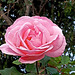Pink rose ( on explore )