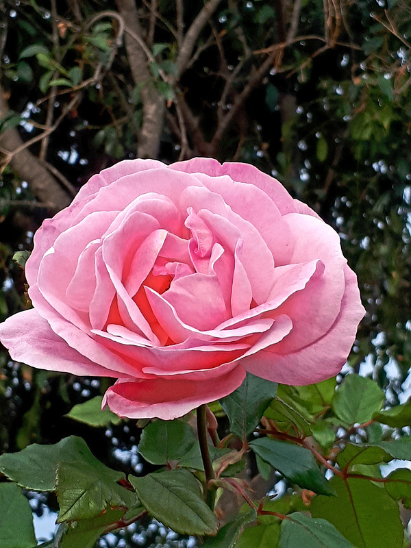 Pink rose ( on explore )