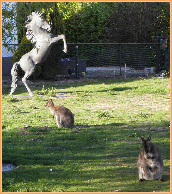 Animals from Australia    - (Wallabies)-