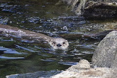 Otter