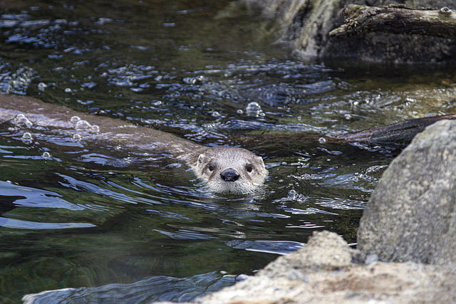 Otter