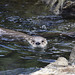 Otter