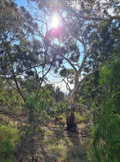 Monarto woodland