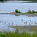 Avocets