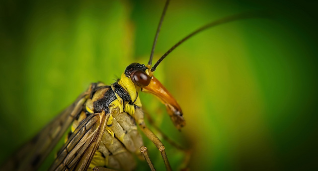 Die Gemeine Skorpionsfliege (Panorpa communis) im Blick :)) The common scorpion fly (Panorpa communis) in focus :)) La mouche scorpion commune (Panorpa communis) en gros plan :))