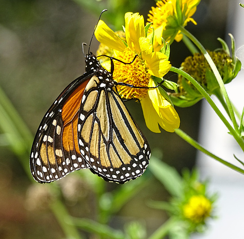 Monarch Saturday ! ~ Monarch butterfly (Danaus plexippus)10-10-2015