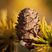 Larch cone