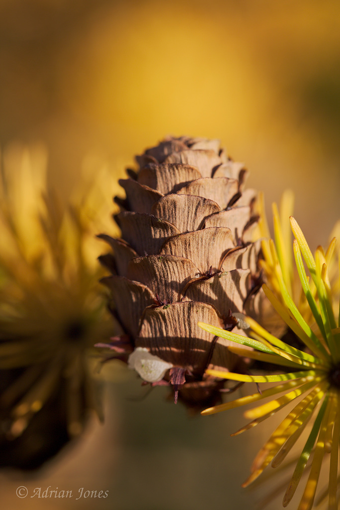 Larch cone