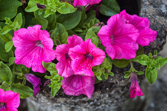 Trailing Petunia