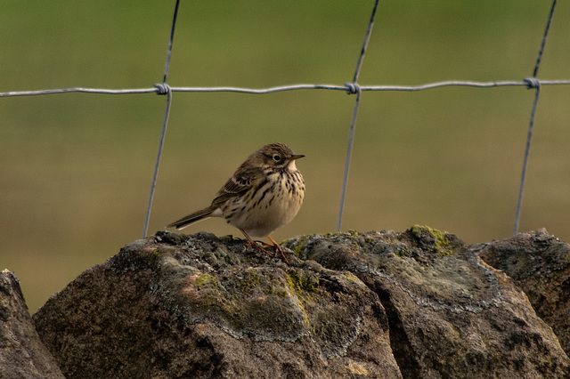 Meadow Pipit