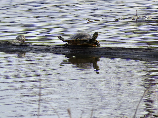 Painted turtle on a log